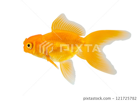 Oranda goldfish isolated on white background close up 121725782