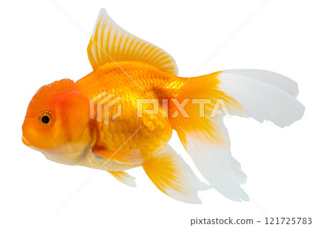 Oranda goldfish isolated on white background close up 121725783