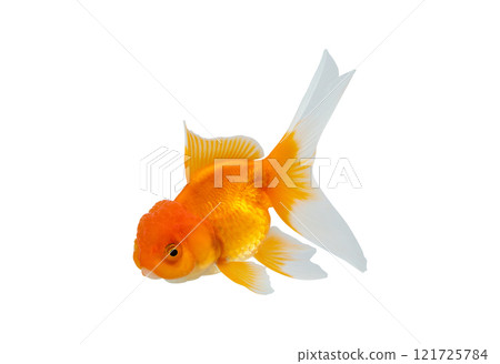 Oranda goldfish isolated on white background close up Oranda goldfish isolated on white background close up 121725784