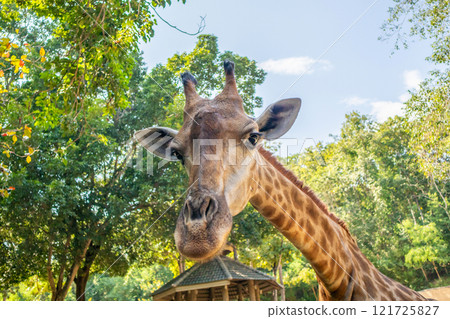 Giraffe long neck safari animal with green tree background Giraffe long neck safari animal with green tree background 121725827