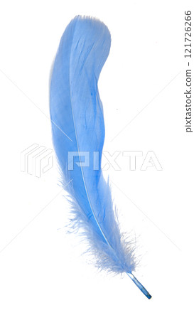 Elegance blue feather isolated on the white background Elegance blue feather isolated on the white background 121726266