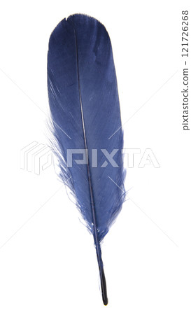 Elegance blue feather isolated on the white background Elegance blue feather isolated on the white background 121726268