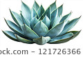 Beautiful agave plant showcasing intricate leaf patterns and vibrant colors in a minimalistic setting 121726366
