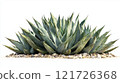 Green agave plant growing in a rocky desert landscape under bright sunlight 121726368