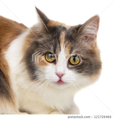 Bright funny multicolored cat isolated on the white background 121726468