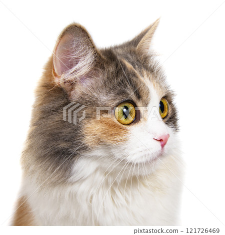 Bright funny multicolored cat portrait isolated on the white background Bright funny multicolored cat portrait isolated on the white background 121726469