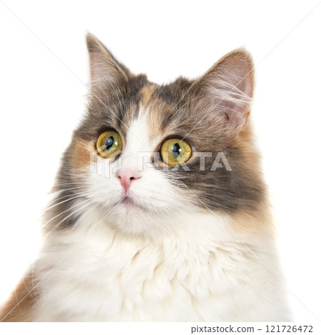Bright funny multicolored cat isolated on the white background 121726472
