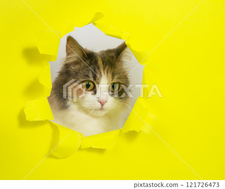 Beautiful bright cat in hole of yellow paper with copy space 121726473