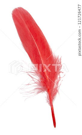 Red feather soft isolated on the white background Red feather soft isolated on the white background 121726477