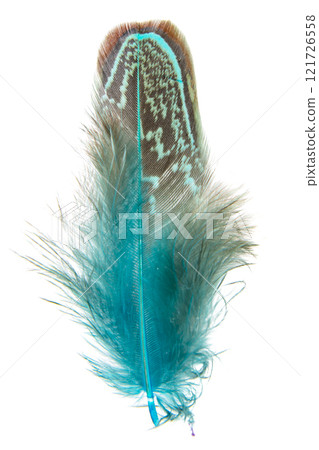 Bright pheasant feather elegant isolated on the white background Bright pheasant feather elegant isolated on the white background 121726558