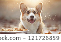 Happy Corgi gets his portion of food 121726859