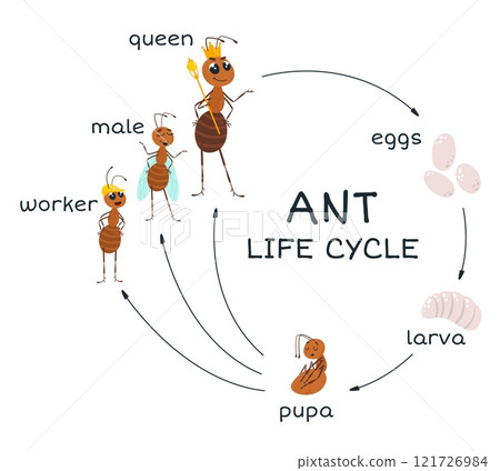 Ant life stages cycle. Eggs larva pupa and adult ants worker male and queen. Cartoon insect growth and develop from birth to adults, classy vector poster 121726984