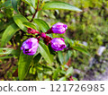 Beautiful Purple Blossoms in Natural Light 121726985