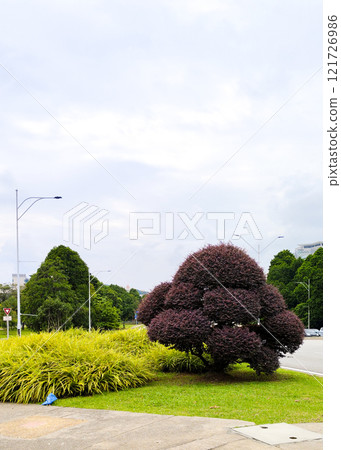 Beautifully Shaped Tree in a Lush Urban Park Setting Beautifully Shaped Tree in a Lush Urban Park Setting 121726986