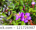 Close-Up of Purple Flowers with Pollinators 121726987