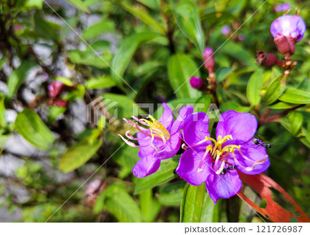 Close-Up of Purple Flowers with Pollinators 121726987