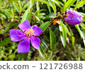 Vibrant Purple Flower with Bud in Bloom 121726988