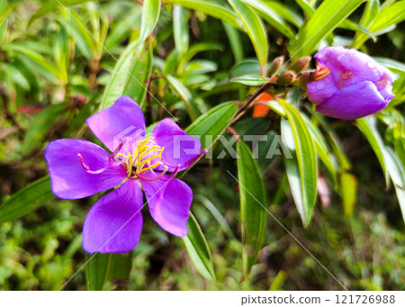 Vibrant Purple Flower with Bud in Bloom 121726988