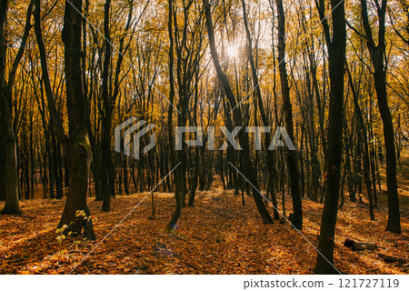 Middle of the autumn forest. Sun is shining through colorful leaves. Seasonal fall background 121727119