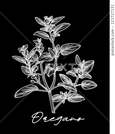 Oregano hand drawn vector illustration on black 121727131