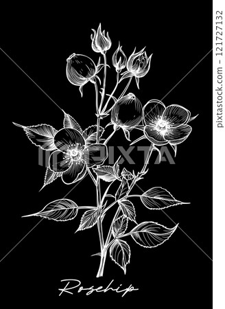 Rosehip hand drawn vector illustration on black 121727132