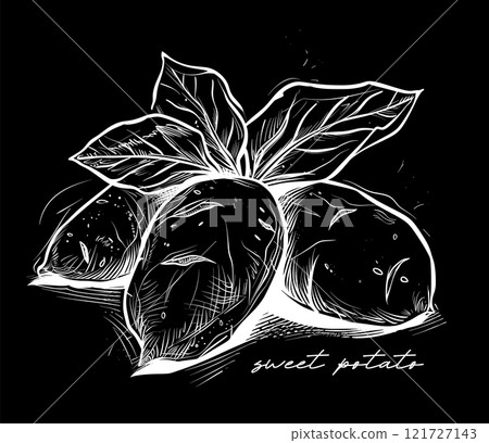 Sweet potato hand drawn black and white vector Sweet potato hand drawn black and white vector 121727143