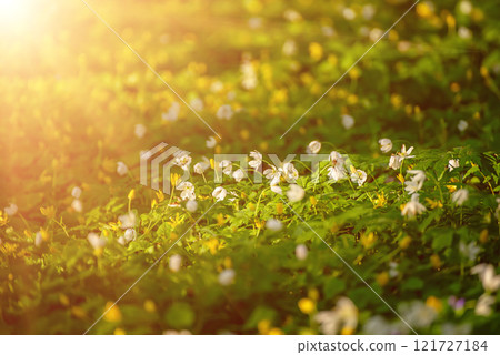 White anemone flowers growing in spring forest, natural seasonal background White anemone flowers growing in spring forest, natural seasonal background 121727184