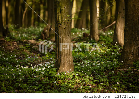 Flowering green forest with white flowers, spring nature background Flowering green forest with white flowers, spring nature background 121727185