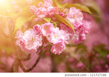 Sakura flowers blooming, spring seasonal Easter background Sakura flowers blooming, spring seasonal Easter background 121727186