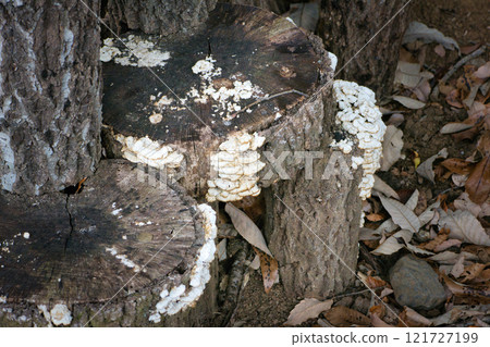 A strange mushroom growing on a tree that looks inedible A strange mushroom growing on a tree that looks inedible 121727199