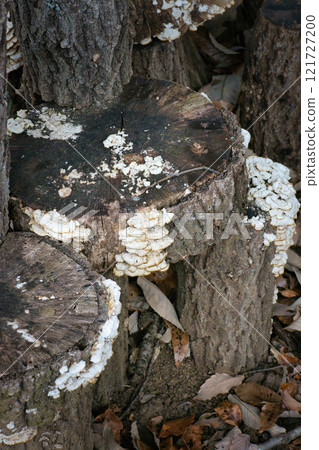 A strange mushroom growing on a tree that looks inedible A strange mushroom growing on a tree that looks inedible 121727200