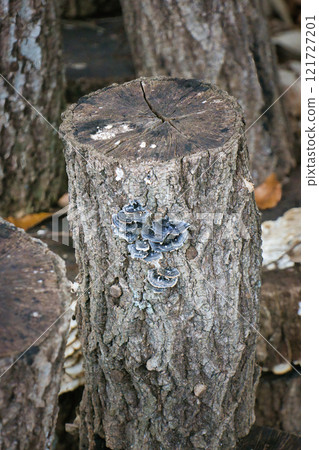 A strange mushroom growing on a tree that looks inedible A strange mushroom growing on a tree that looks inedible 121727201