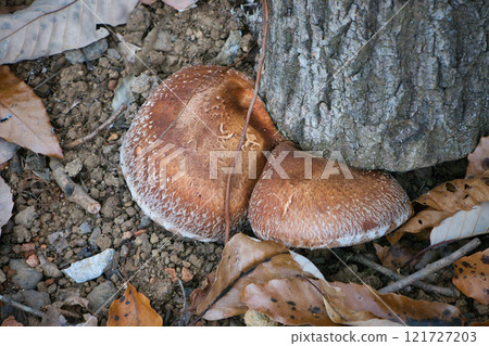 A strange mushroom growing on a tree that looks inedible A strange mushroom growing on a tree that looks inedible 121727203