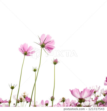 Delicate pink cosmos flower with on isolated background Delicate pink cosmos flower with on isolated background 121727543