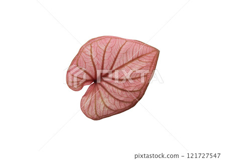 Red Elephant Ear leaf texture on white isolated background 121727547