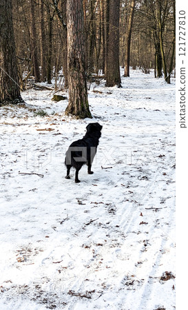 A walk with a dog in the winter forest. A black dog stands on a snowy forest path, surrounded by tall trees with bare branches. The ground of winter woods is lightly covered in snow. 121727810