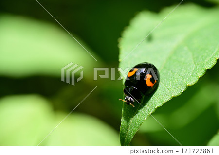 A ladybug (two-striped type) resting on a leaf A ladybug (two-striped type) resting on a leaf 121727861