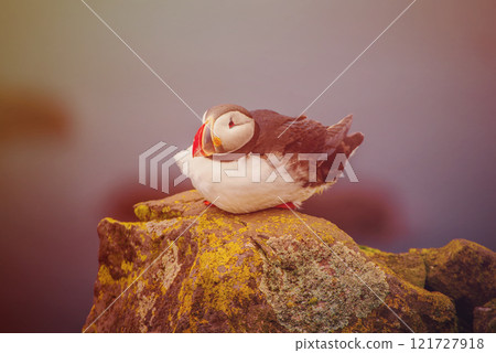 Single atlantic puffin in Iceland, animal outdoor background 121727918