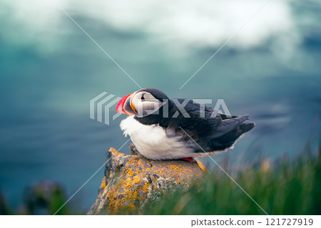 Single atlantic puffin in Iceland, animal outdoor background Single atlantic puffin in Iceland, animal outdoor background 121727919