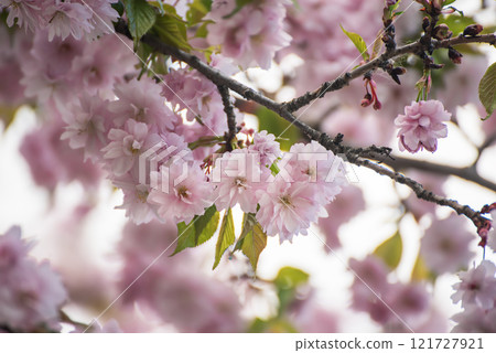 Sakura flowers blooming, spring seasonal Easter background Sakura flowers blooming, spring seasonal Easter background 121727921