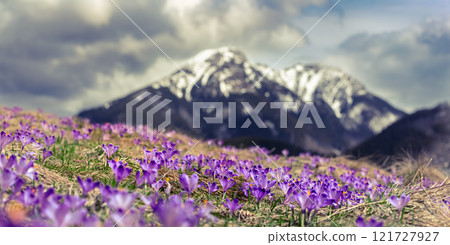 Dolina Chocholowska with blossoming purple crocuses or saffron flowers,Tatra mountains, Poland. 121727927