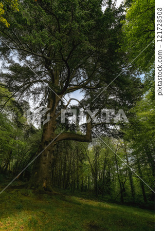 Large cedar tree dominates a verdant forest scene. Sunlight filters through its canopy. The tree's base is covered in moss. Undergrowth is lush and green. 121728508