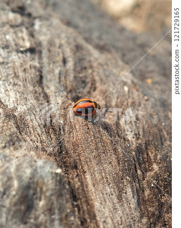 Striped Ladybug on Wood Surface 121729165