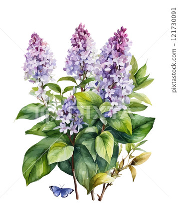 Watercolor branch of lilac, symbol of love, wedding, purity, vector illustration 121730091