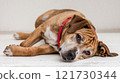 Tired Mix Breed Dog with Melancholic Expression During Illness Recovery 121730344