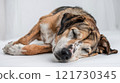 Tired Mix Breed Dog with Melancholic Expression During Illness Recovery 121730345