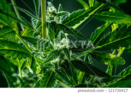 Cannabis plant with green leaves and white flowers 121730417