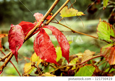 Vibrant red Autumn leaves, a fall background. Colorful leaves on a vine 121730419