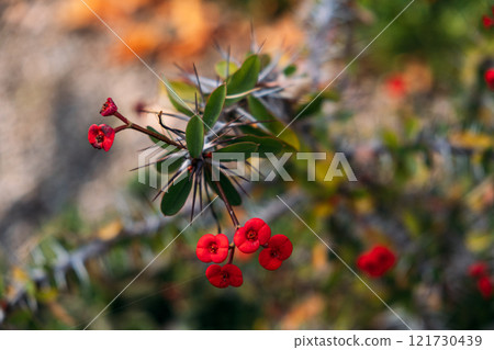 Euphorbia milii Crown-of-Thorns Plant with Vibrant Red Flowers and Sharp Spines Euphorbia milii Crown-of-Thorns Plant with Vibrant Red Flowers and Sharp Spines 121730439