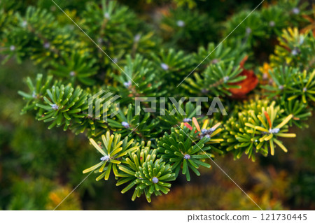 Abies koreana (Korean Fir) Branch with Compact Green Needles and Buds Abies koreana (Korean Fir) Branch with Compact Green Needles and Buds 121730445